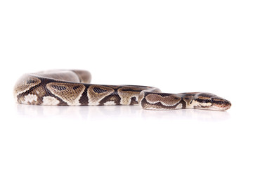 Fototapeta premium snake
