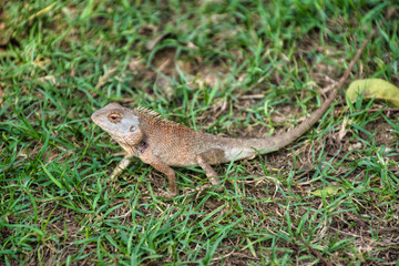Oriental garden lizard (Calotes versicolor) in Kanchanaburi, Thailand