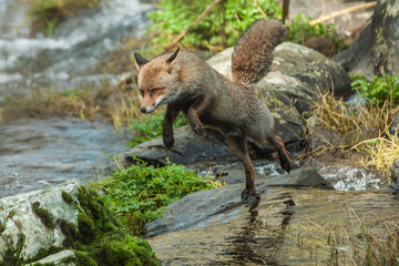Zorro atravesando el río