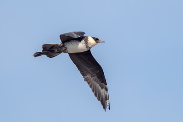 Pomarine Skua Flying