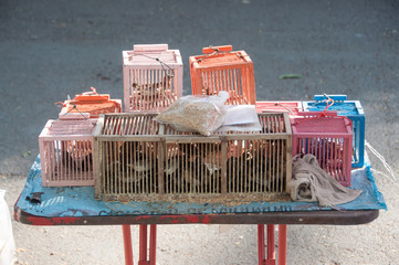 Poor birds in cages for sale to be set free