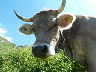 Grauvieh auf der Alm