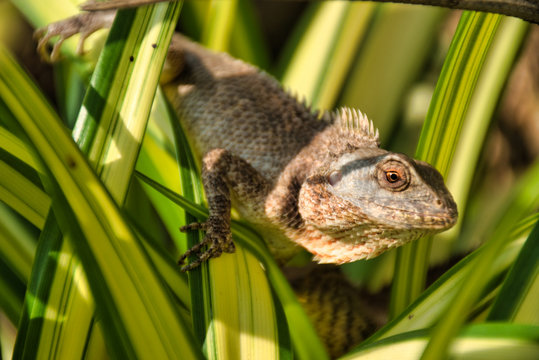 Oriental garden lizard (Calotes versicolor) in Kanchanaburi, Thailand Stock  Photo | Adobe Stock