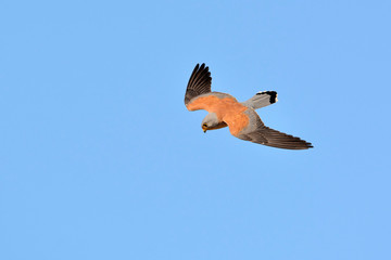 Lesser Kestrel (Falco naumanni), Greece	