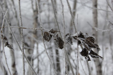 leaves in the cold Siberian winter