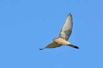 Lesser Kestrel (Falco naumanni), Greece	