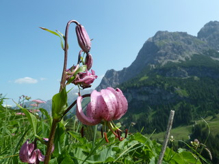 Frauenschuh