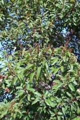 Stems of red, and curved foliage with a midline fold are features which taxonomically differentiate Laurel Sumac, Malosma Laurina, a plant native to the Chaparral biome in Will Rogers State Park.