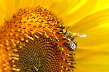 Close-up of honey bee sitting on summer yellow sunflower