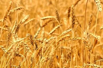 Close-up of golden wheat spikes on sunny summer clear day