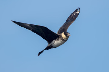 Pomarine Skua Flying