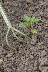Loosening soil around the bell pepper bush using hand garden rake.
