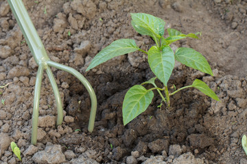 Loosening soil around the bell pepper bush using hand garden rake.