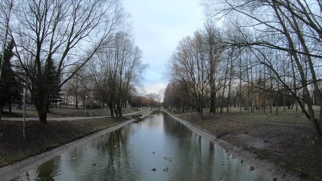 Ducks birds swim in a lake in a city park