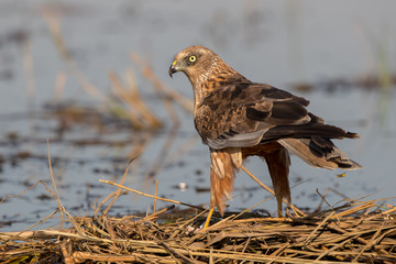 Marsh Harrier Perched 