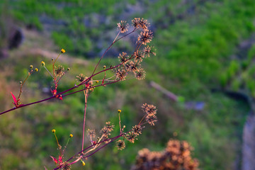 ひっつき虫～真の名はコセンダングサ～