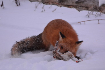 Red Fox