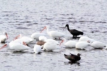 Birds at the Historic Weir in Sarasota, FL