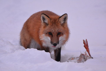 Obraz premium Red Fox