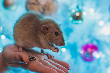  Pet brown rat in human hand  