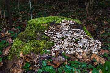 View of cut tree trunk in forest grown with green moss and many mushrooms