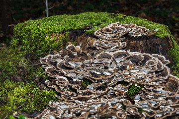 Green moss and many brown and white mushrooms on tree trunk
