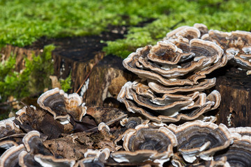 Closeup of many brown mushrooms