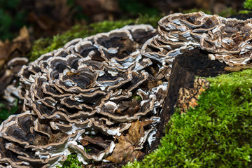 Tree trunk overgrowth by brown mushrooms