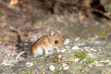 Maus isst eine Nuss
