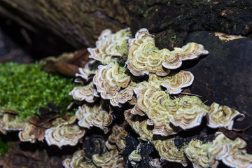 Group of brown and white mushrooms 