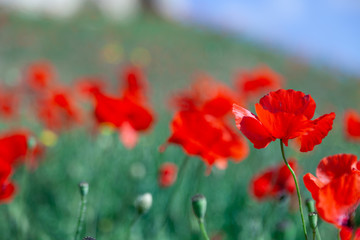 Beautiful summer field of red blooming poppies flowers or papaver rhoeas poppy in the sunset light. Concept scenery landscape in Russia, Crimea