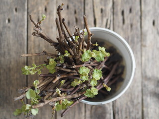 Dried calendula flowers for brewing medicinal tea on a wooden ancient table. Health and medicine.