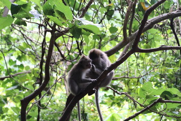 two monkeys on a tree