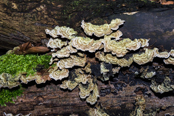 Many mushrooms on tree trunk in forest