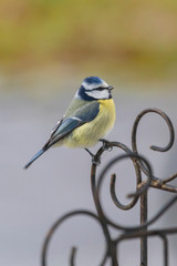 Blaumeise Portrait