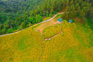 Aerial view of Mexican sunflower (Tung Bua Tong ) field on mountain at Doi Mae U Kho, Khun Yuam, Mae Hong Son, Thailand