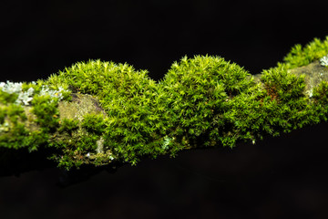 Green enlighted moss on tree branch on black background