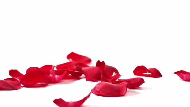 red rose petals falling on white background