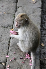 cute monkey eating flower