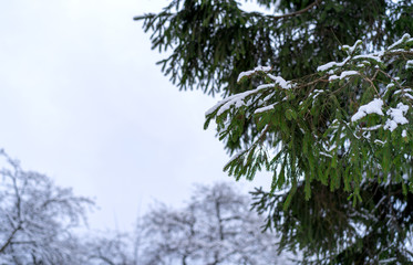 Winter beautiful landscape. Daytime nature with Christmas trees in the snow. A lot of fluffy snow. Green branch of spruce in the snow. Close-up.