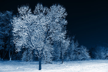 Winter landscape trend-toned color of the year 2020 classic blue. Night nature with trees in the snow. A lot of fluffy snow. Tree close up.