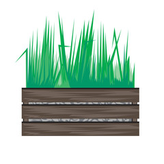 A grass or lawn in a wooden box isolated on white background for design, a flat 3d vector stock illustration with plant for landscaping a garden plot or for home interior