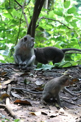 monkeys in the jungle