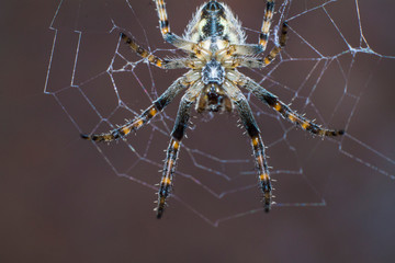 Spider makes a web and prepares for the hunt