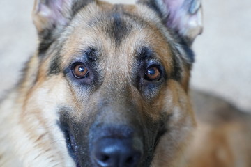 portrait of german shepherd