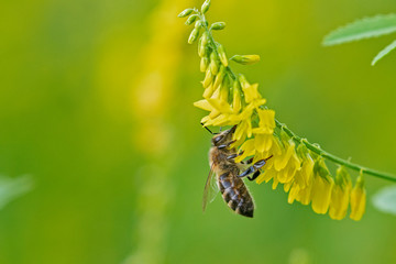  Honey bee with pollen collected on yellow flower Melilotus officinalis