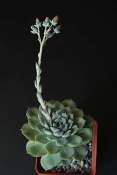 echiveria succulent