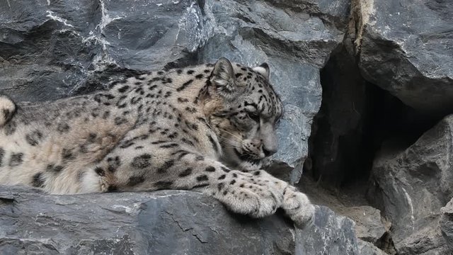 Snow leopard / ounce (Panthera uncia / Uncia uncia) resting on rock ledge in cliff face and yawning