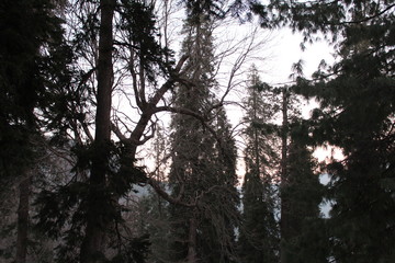 Trees Showing Nature