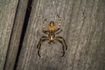 Spider makes a web and prepares for the hunt